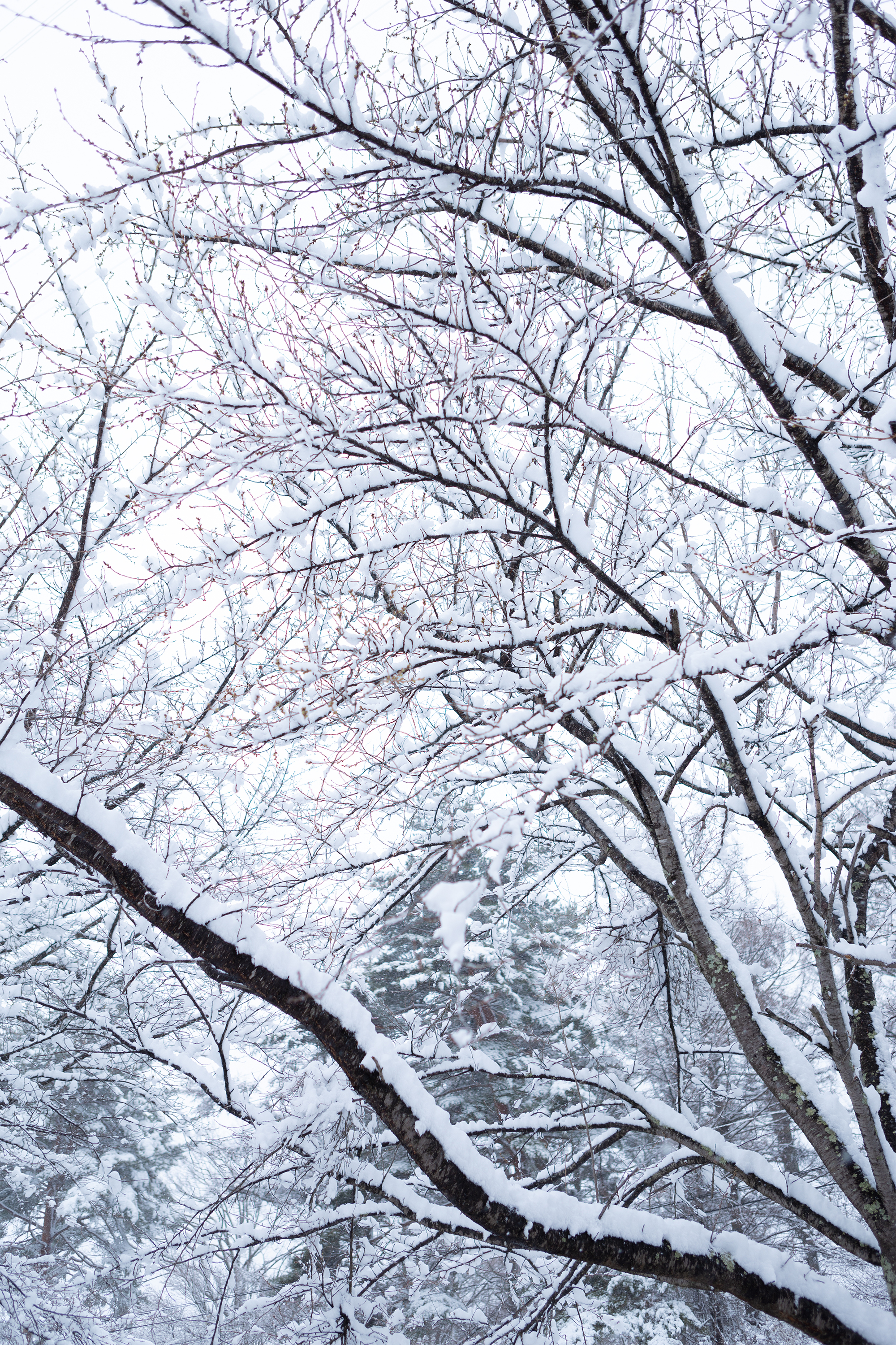 冬の風景 木に積もった雪04 無料の高画質フリー写真素材 イメージズラボ