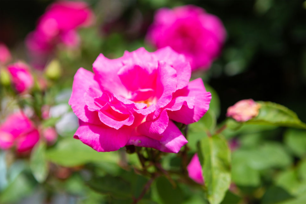 ピンク色のバラ（薔薇）の写真素材