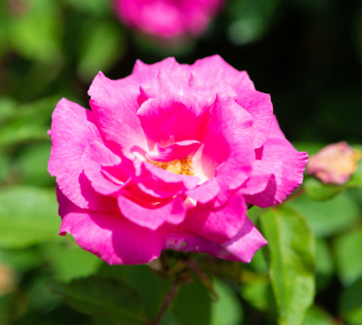 ピンク色のバラ（薔薇）02の写真素材