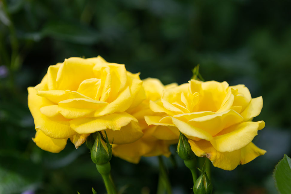 黄色いバラ（薔薇）の写真素材