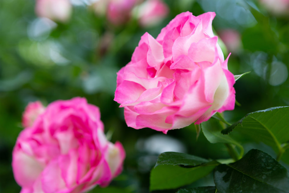 白とピンク色のバラ（薔薇）02の写真素材