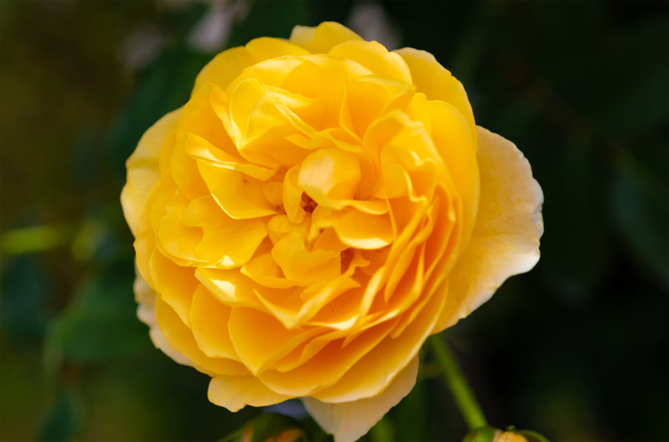 黄色いバラ（薔薇）02の写真素材