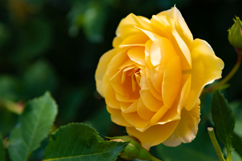 黄色いバラ（薔薇）03の写真素材