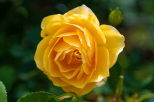 黄色いバラ（薔薇）04の写真素材