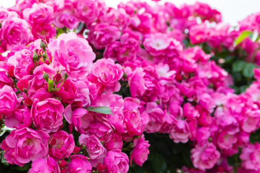 バラ（薔薇）・ピンク色のアンジェラ02の写真素材