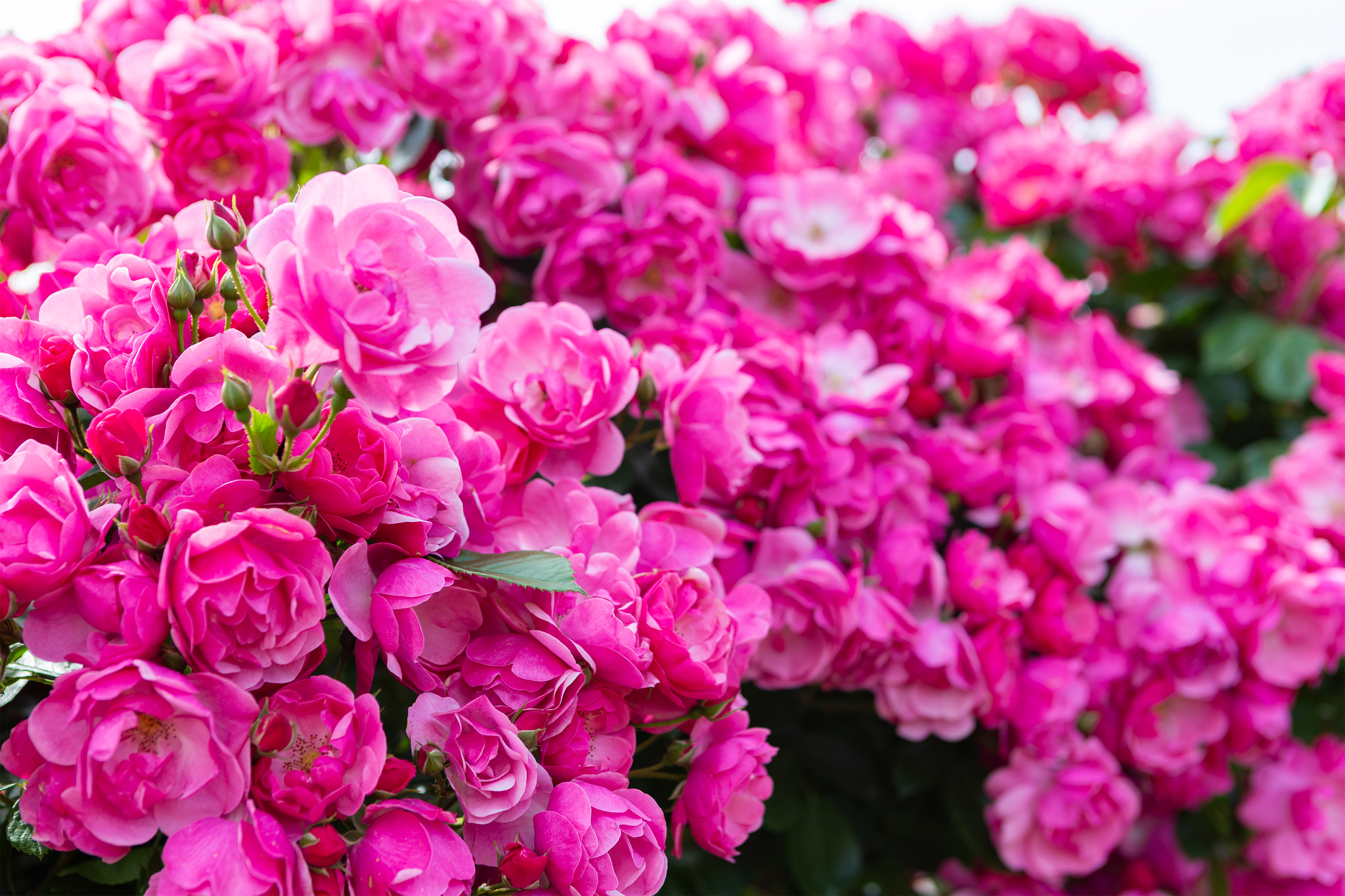 バラ 薔薇 ピンク色のアンジェラ02 無料の高画質フリー写真素材 イメージズラボ