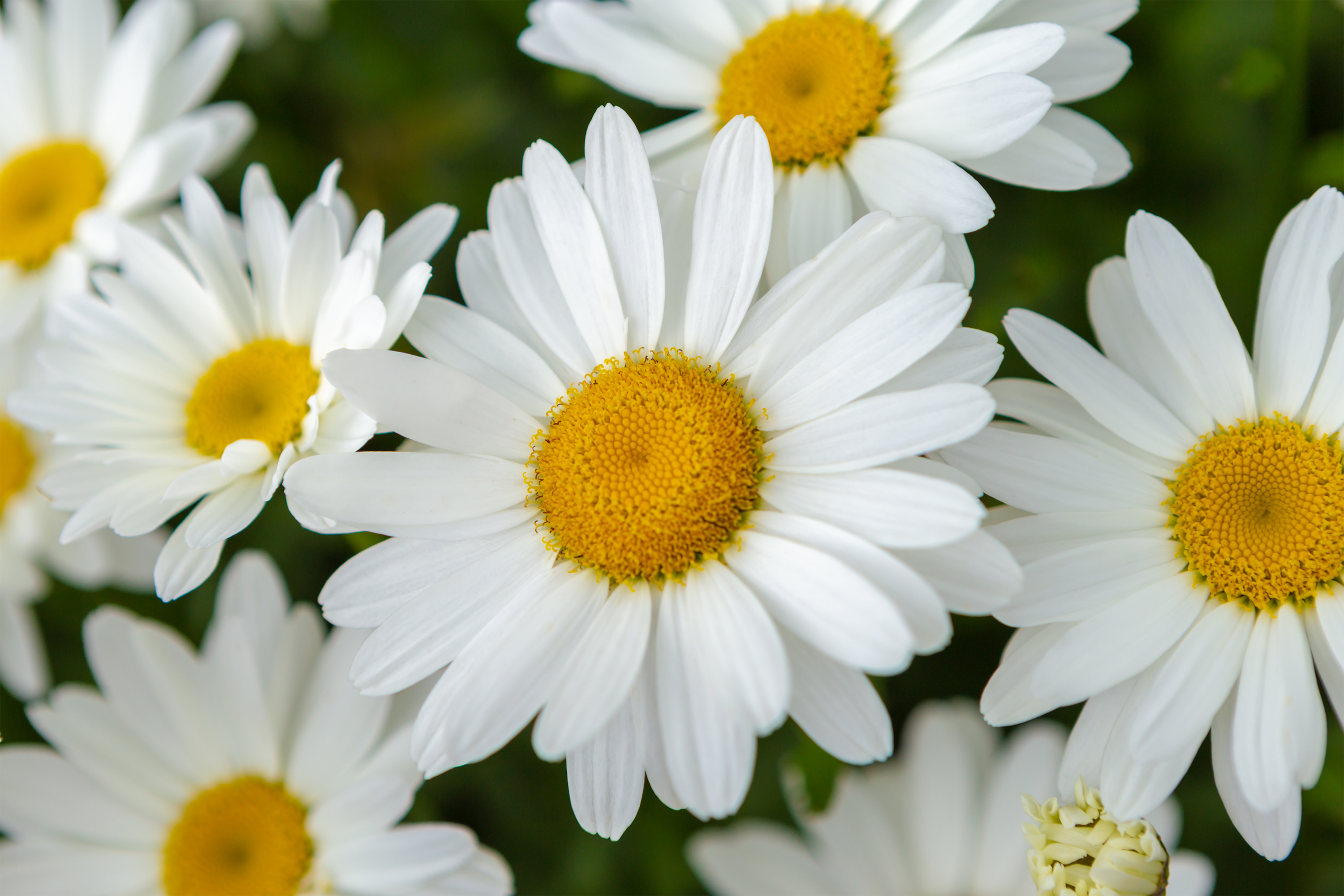 マーガレットの花びら03 無料の高画質フリー写真素材 イメージズラボ