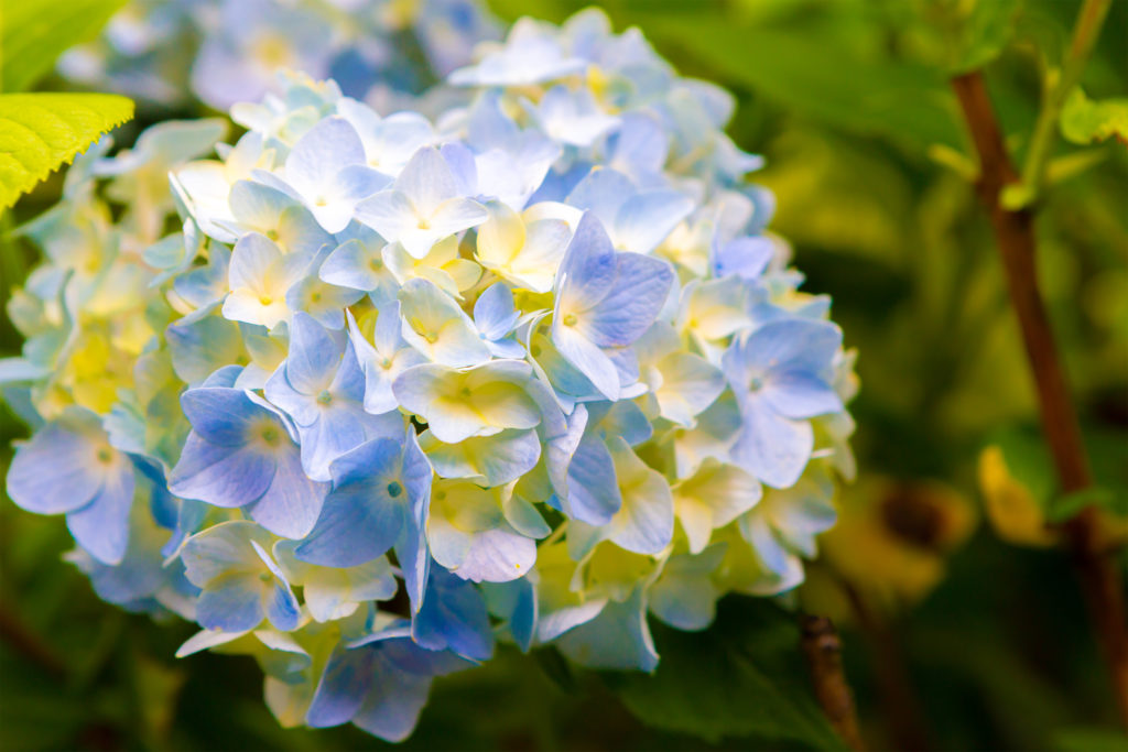 満開の紫陽花（あじさい）03 | 無料の高画質フリー写真素材 | イメージズラボ