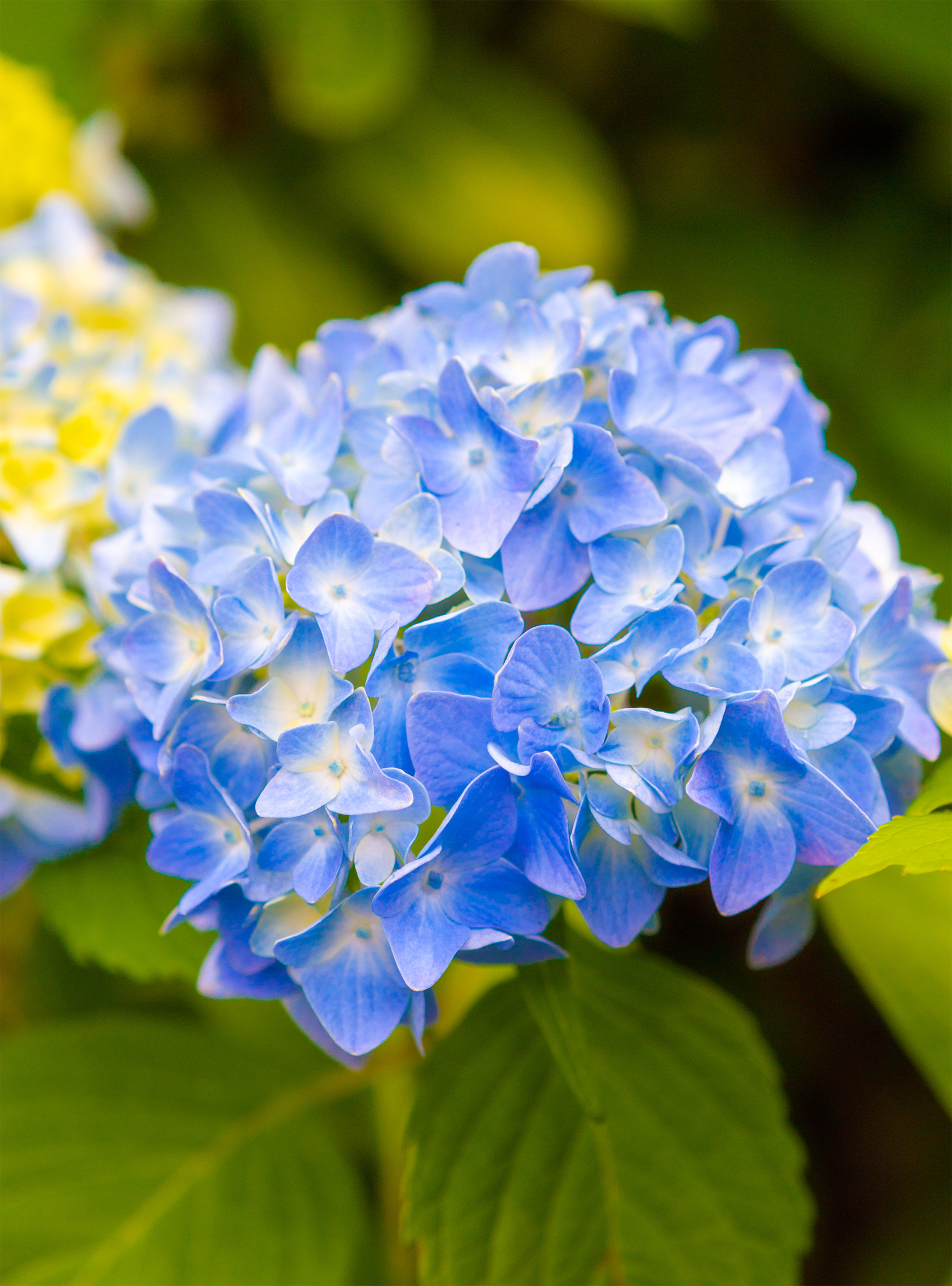鮮やかな青色の紫陽花 あじさい 無料の高画質フリー写真素材 イメージズラボ