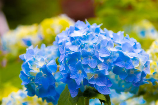 鮮やかな青色の紫陽花（あじさい）02の写真素材
