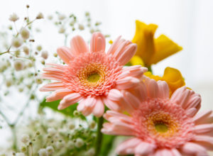 ピンク色のガーベラの花の写真素材