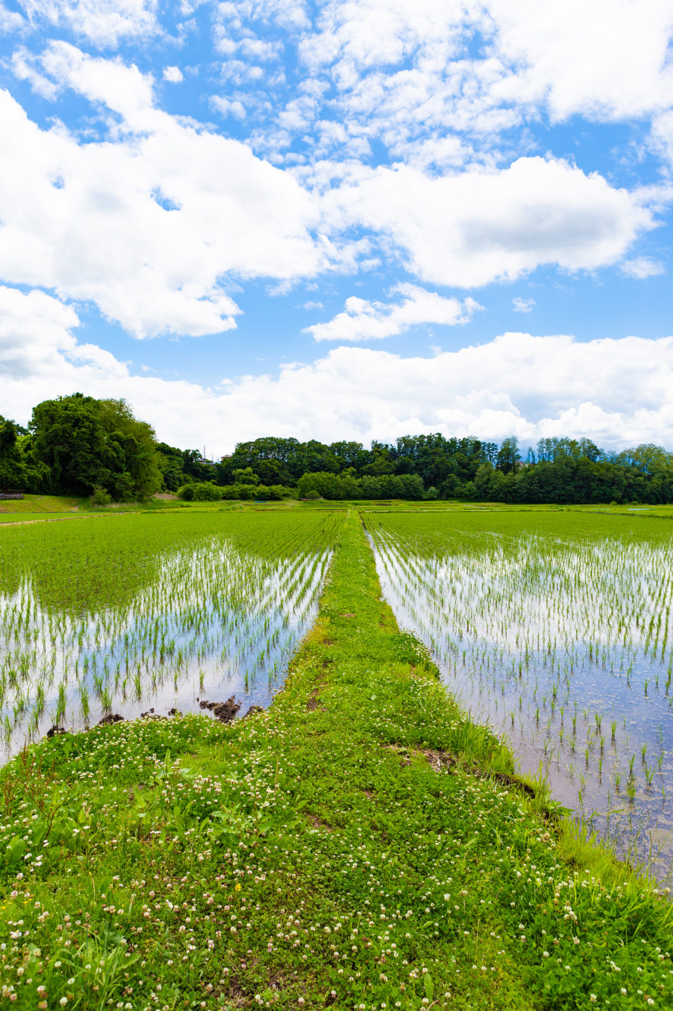 畦道（あぜみち）と田んぼの風景02の写真素材