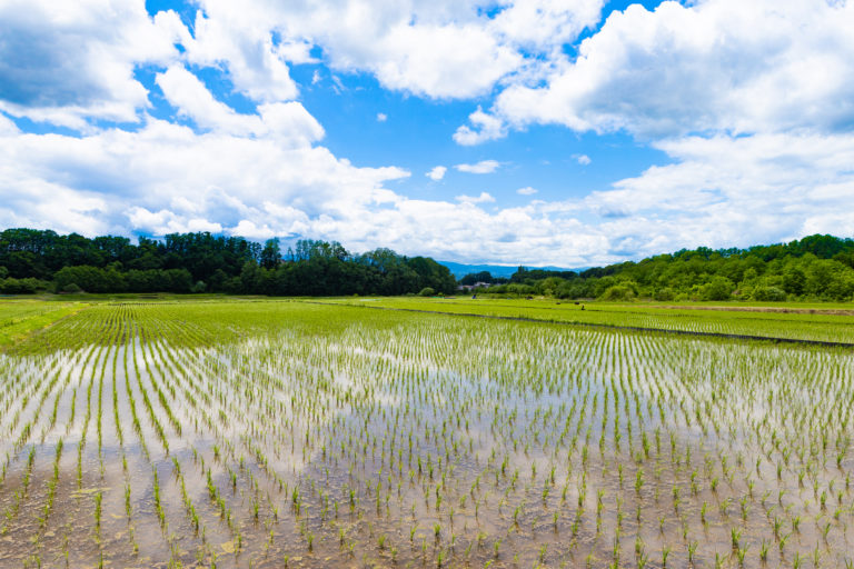 畦道（あぜみち）と田んぼの風景 | 無料の高画質フリー写真素材 | イメージズラボ