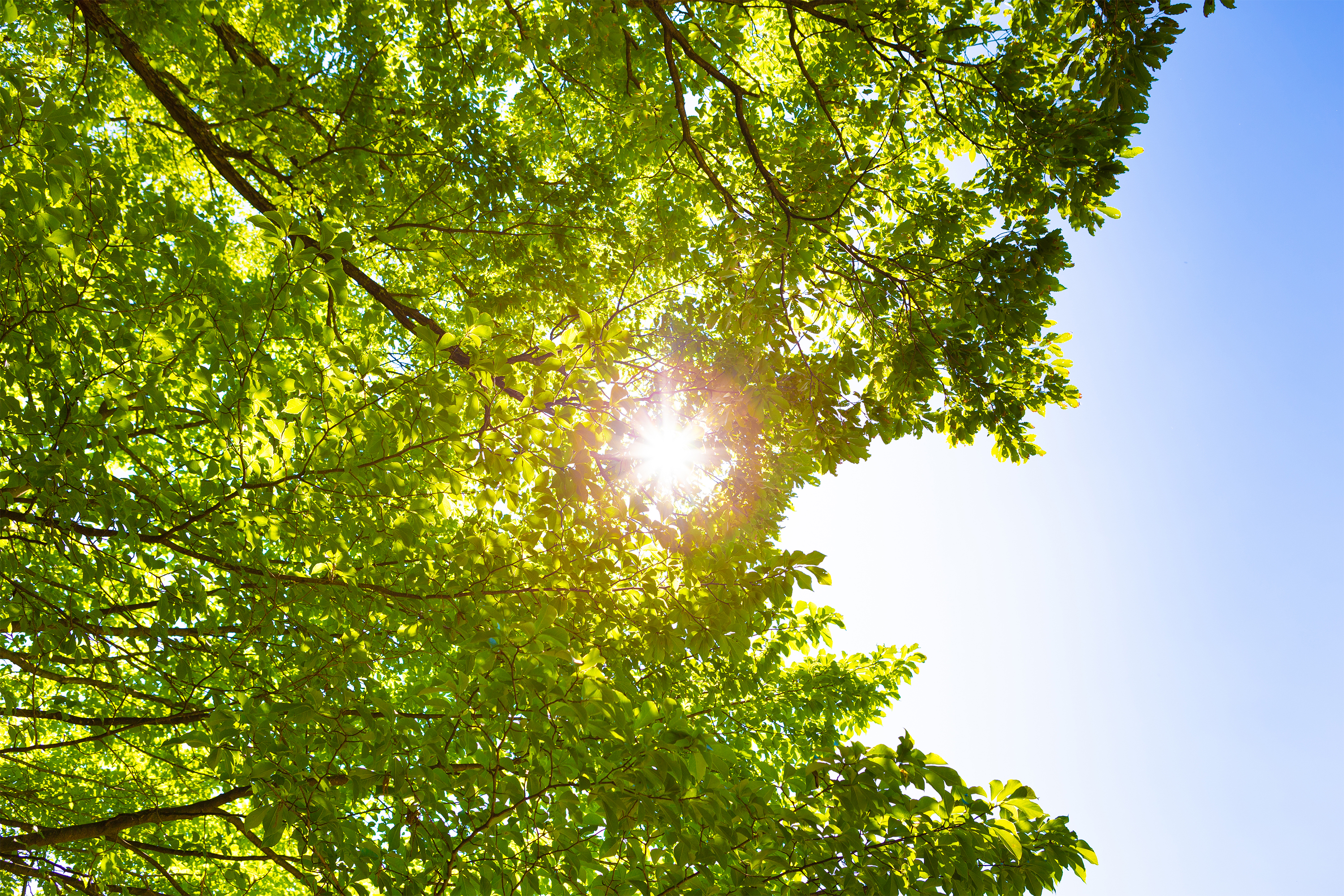 太陽と木漏れ日 無料の高画質フリー写真素材 イメージズラボ
