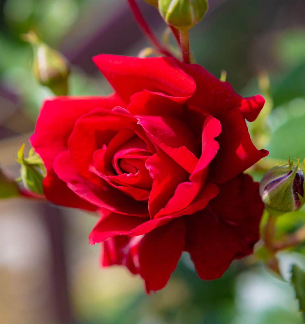 一輪の赤いバラ（薔薇）の写真素材