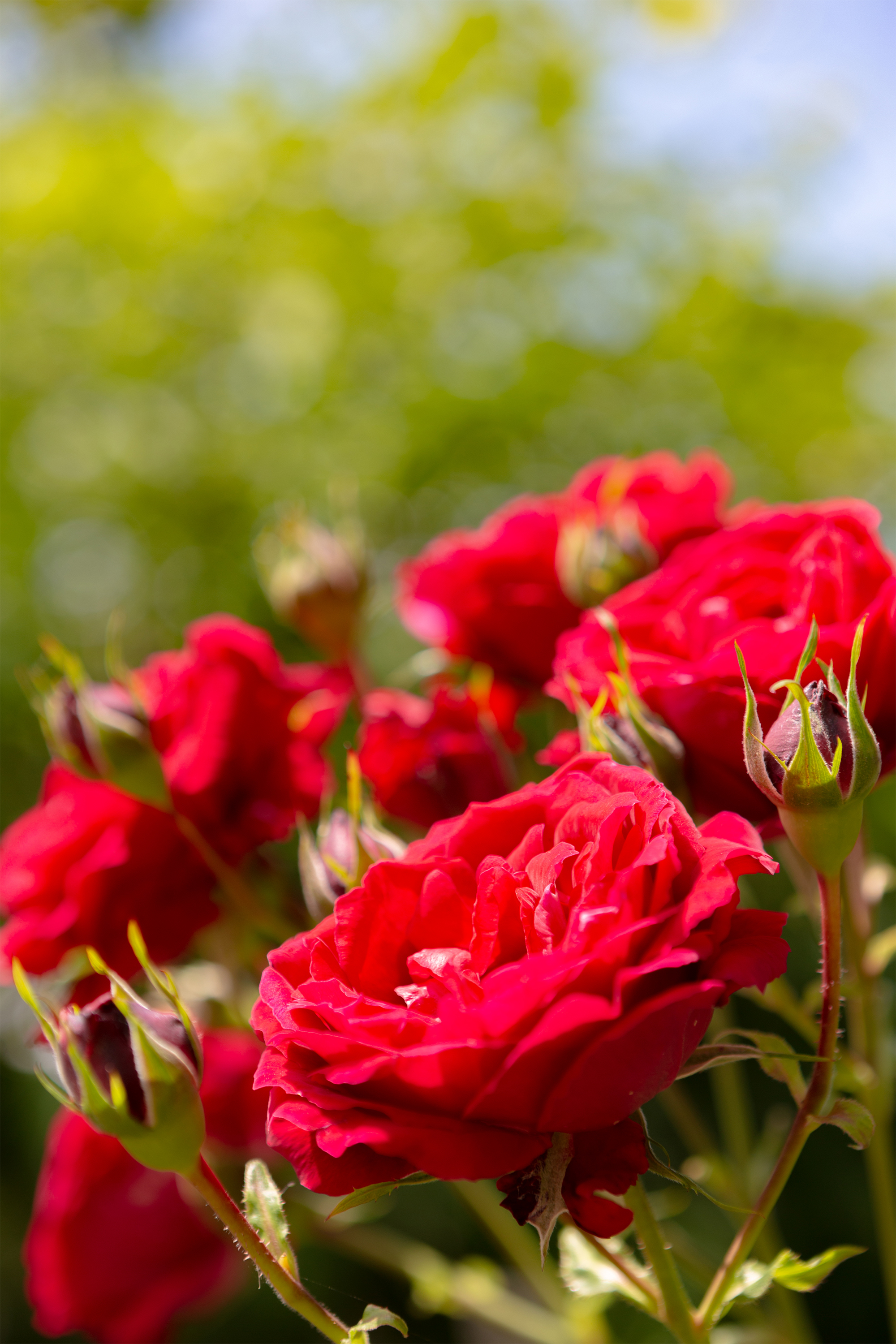 真っ赤なバラ 薔薇 無料の高画質フリー写真素材 イメージズラボ