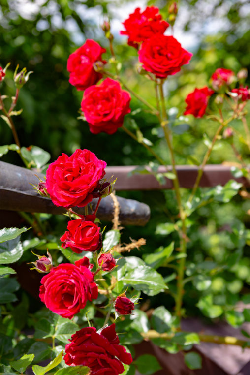 真っ赤なバラ（薔薇） 02の写真素材