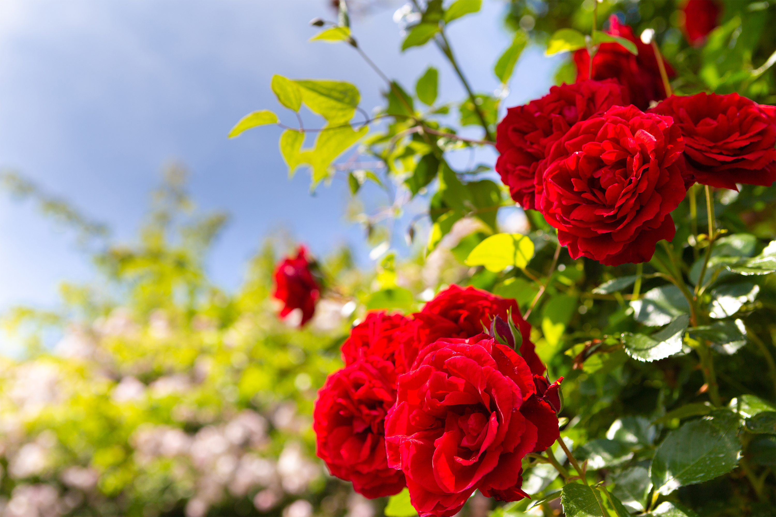 バラ 薔薇 と空 無料の高画質フリー写真素材 イメージズラボ