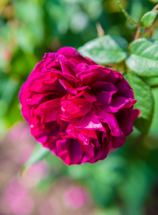 バラ（薔薇）・ブラックボーイの写真素材