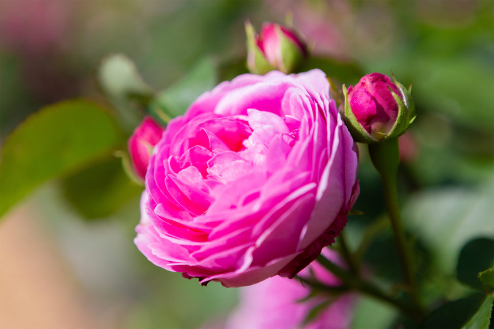 バラ（薔薇）・ルイーズ オディエの写真素材