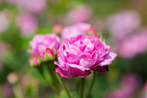 バラ（薔薇）・ルイーズ オディエ02の写真素材