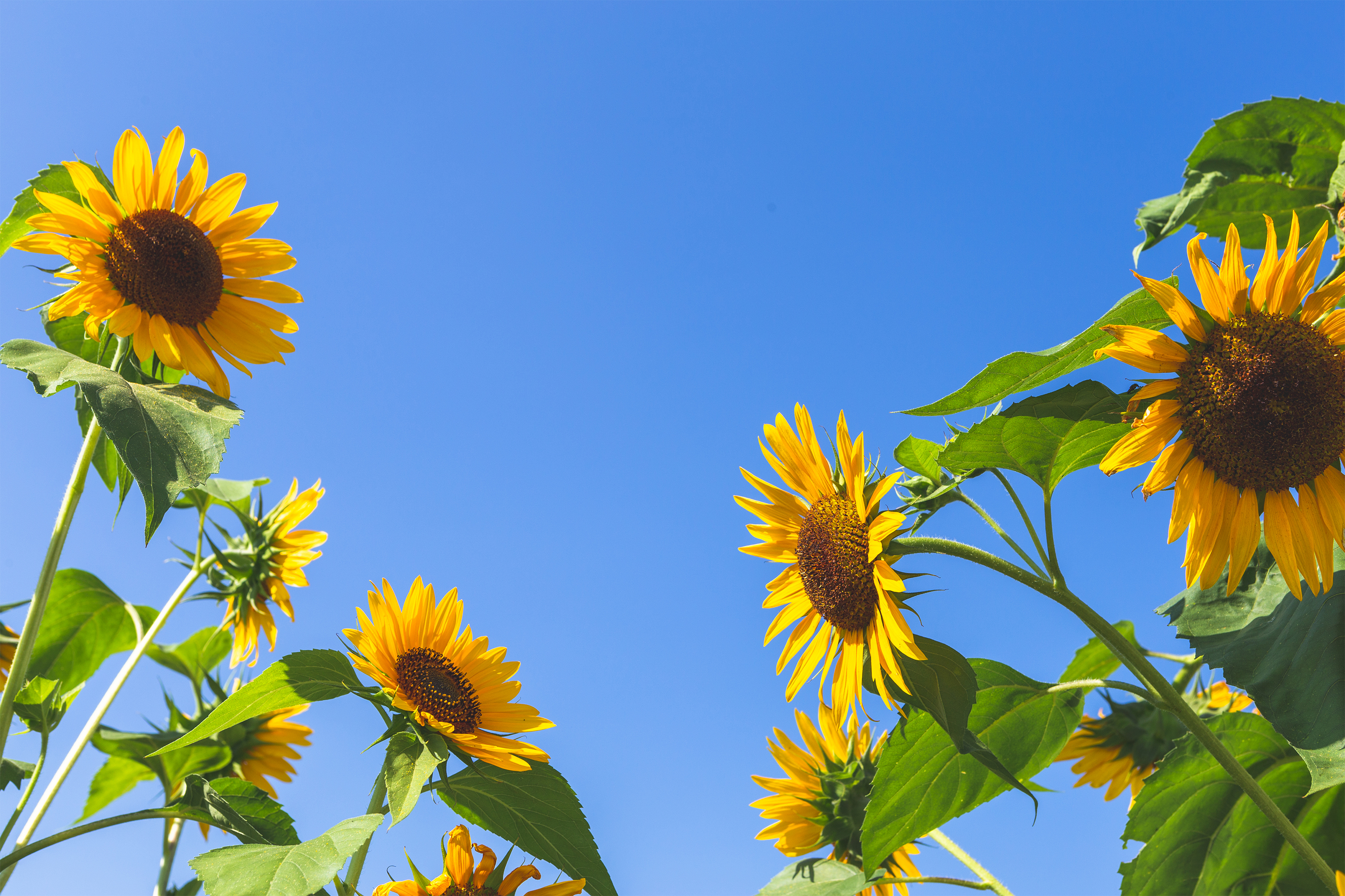 ひまわり 向日葵 と夏の空02 無料の高画質フリー写真素材 イメージズラボ