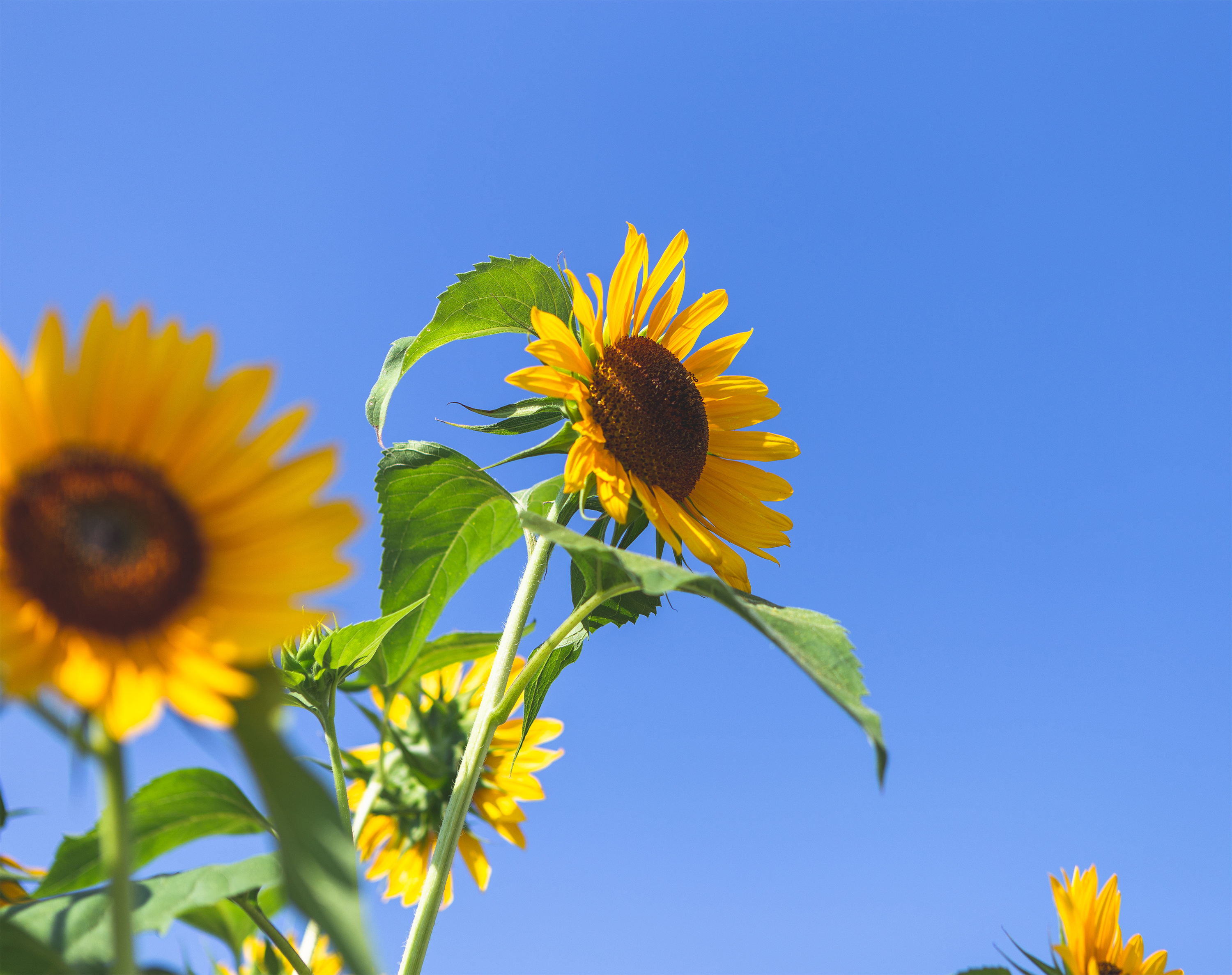ひまわり 向日葵 と夏の空03 無料の高画質フリー写真素材