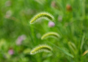 夏のエノコログサ（猫じゃらし）02の写真素材