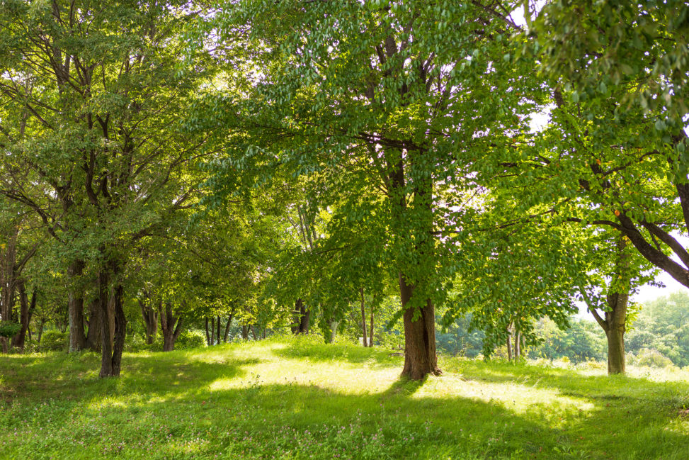 夏の日差しの木陰の写真素材