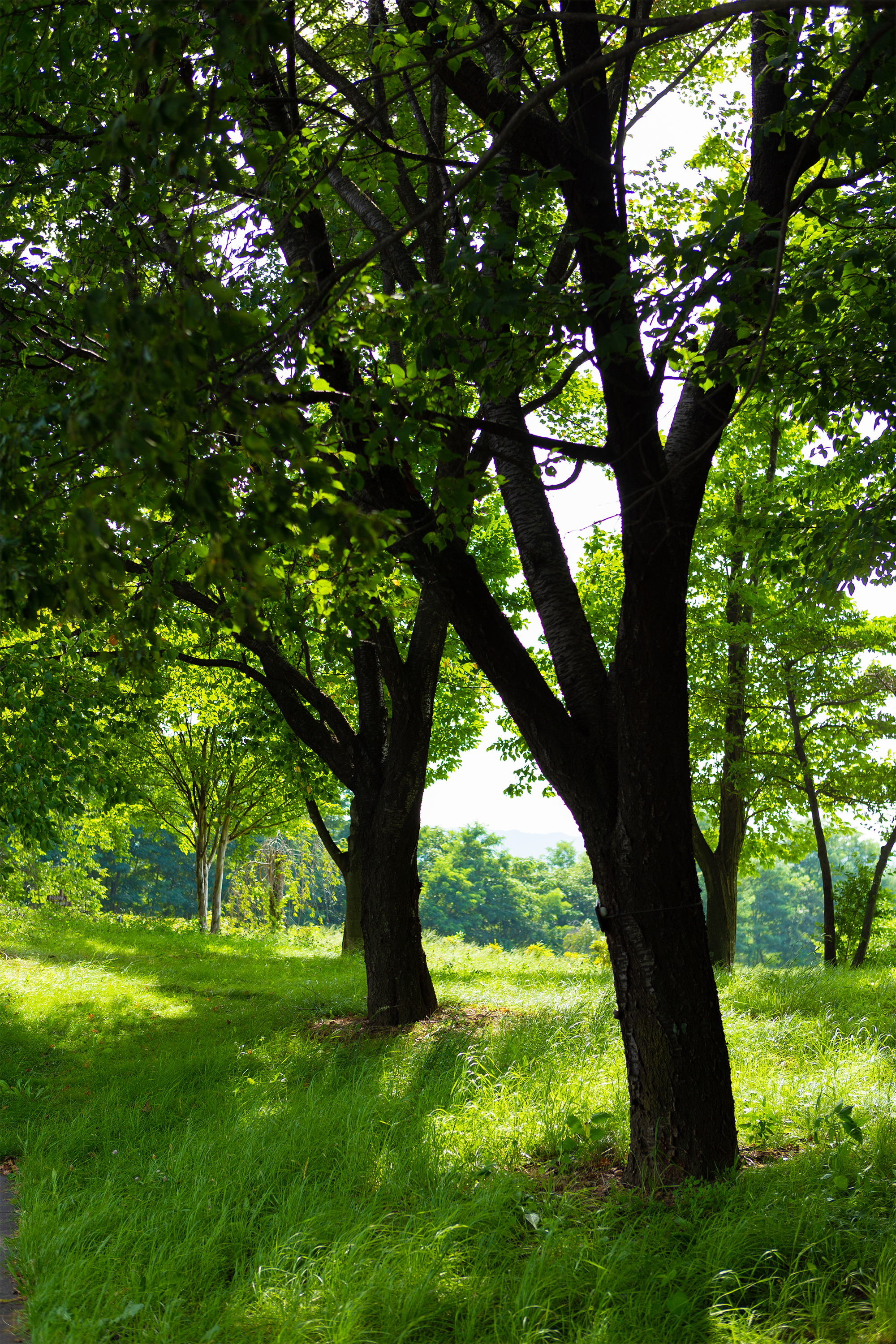 夏の日差しの木陰02 無料の高画質フリー写真素材 イメージズラボ