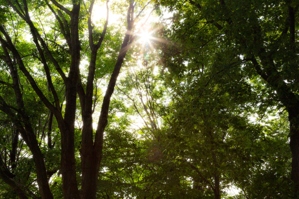 夏の日差しの木漏れ日の写真素材