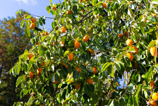 木に実っている渋柿の写真素材