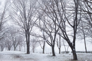 雪が降っている冬の風景の写真素材