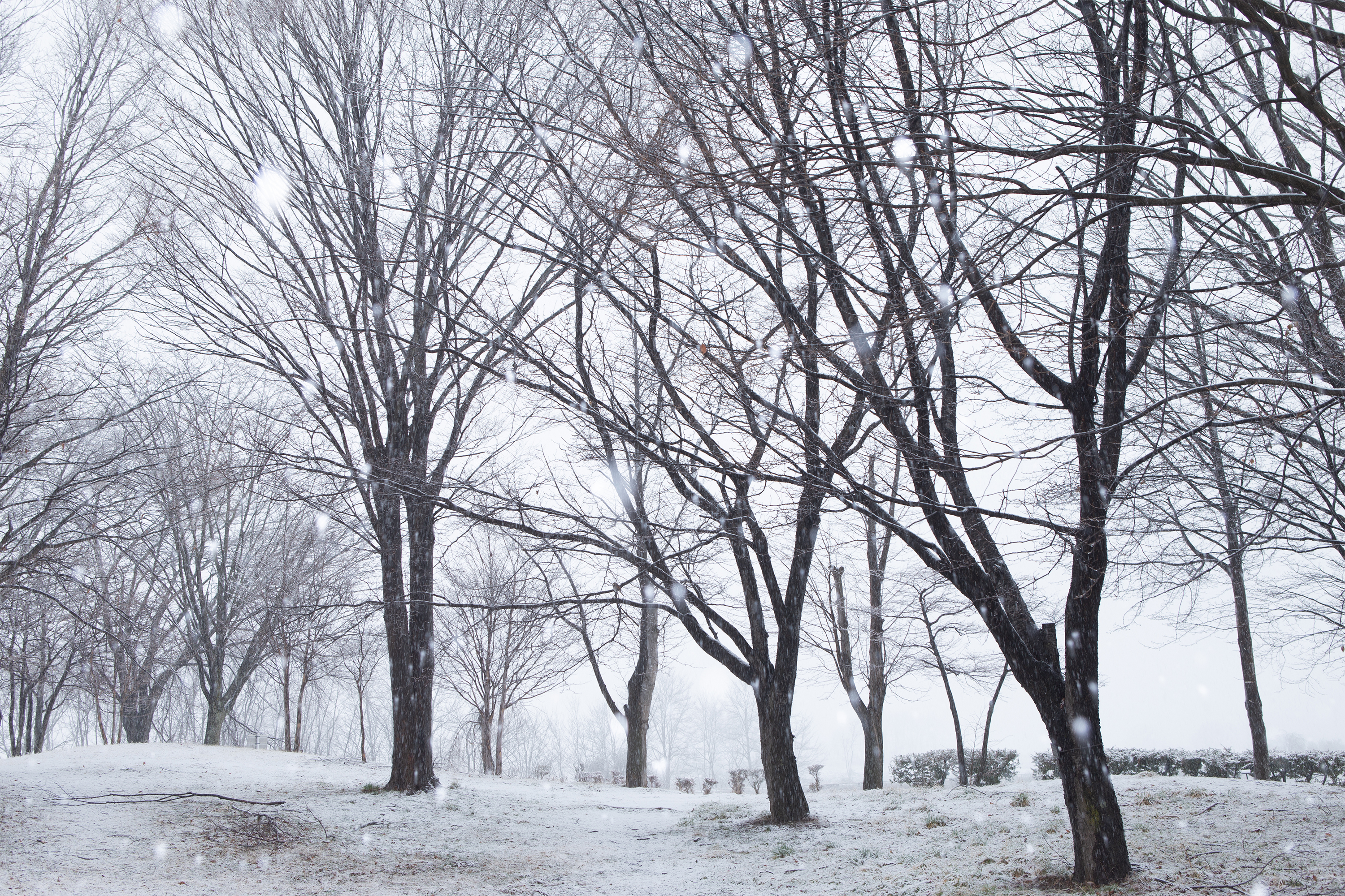 雪が降っている冬の風景 無料の高画質フリー写真素材 イメージズラボ