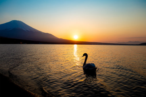夕日と白鳥と富士山のフリー写真素材