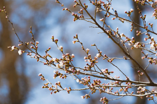 桜の蕾（つぼみ）・咲き始めのフリー写真素材