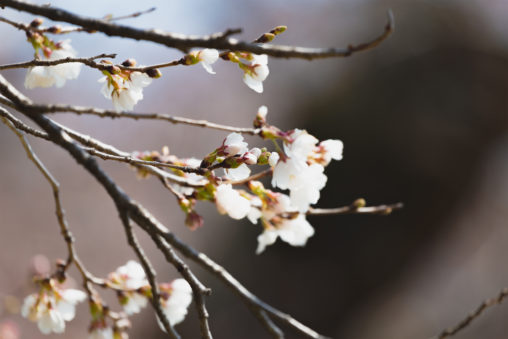桜の蕾（つぼみ）・咲き始め02のフリー写真素材