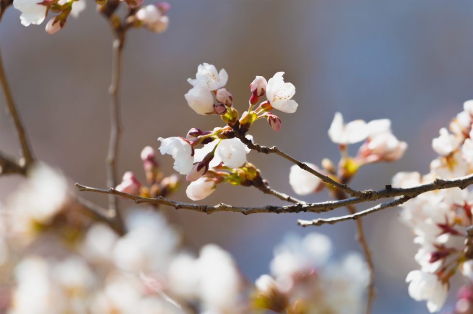 桜の蕾（つぼみ）・咲き始め03のフリー写真素材