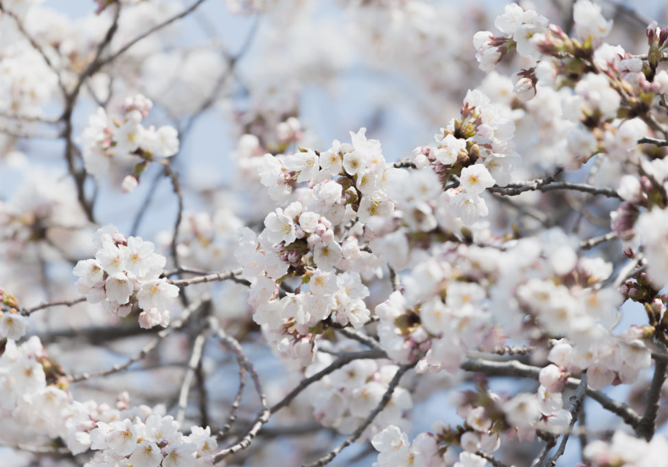 満開の桜（さくら）のアップのフリー写真素材