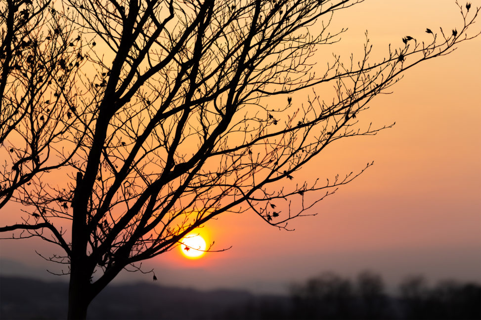 木の枝と夕日のフリー写真素材
