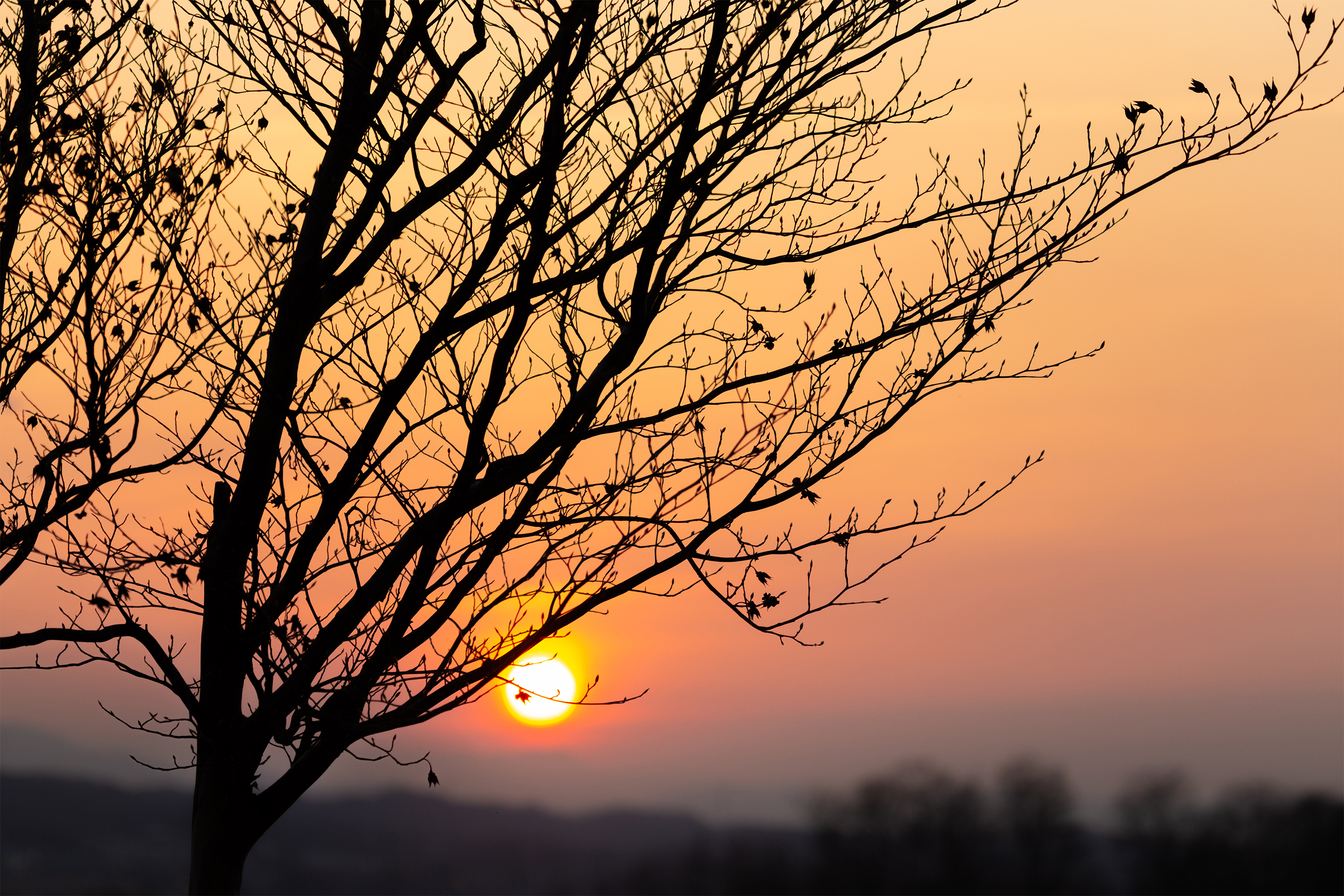 木の枝と夕日 無料の高画質フリー写真素材 イメージズラボ