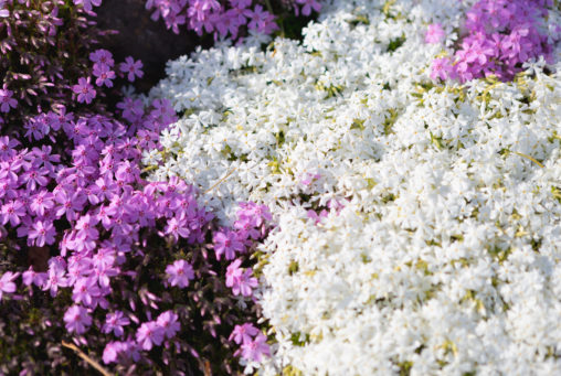 白とピンクの芝桜のフリー写真素材