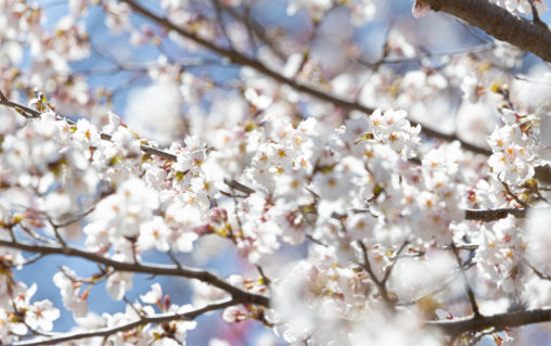 桜（アップ）のフリー写真素材