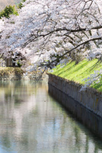 龍岡城の桜のフリー写真素材