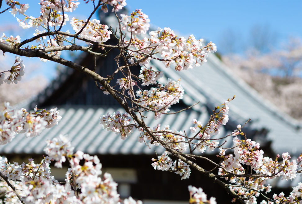 龍岡城の桜02のフリー写真素材