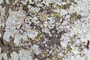 桜の木の木肌のフリー写真素材