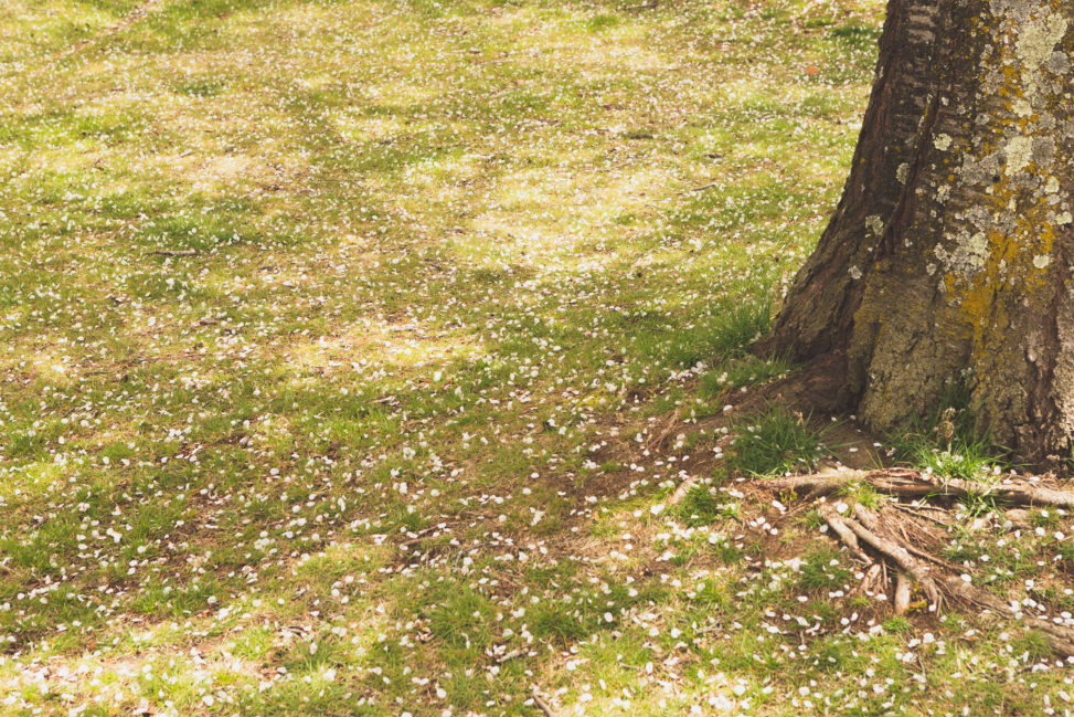 散った桜の花びらのフリー写真素材