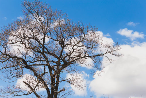 青空と雲と木のフリー写真素材