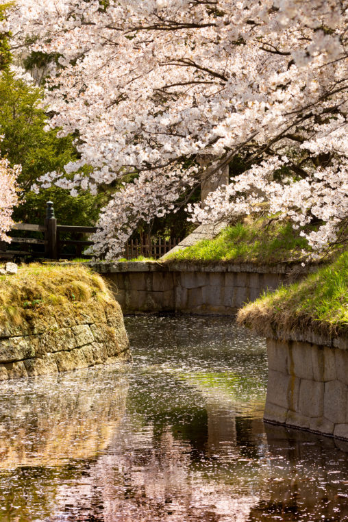 桜と水面の散り花のフリー写真素材