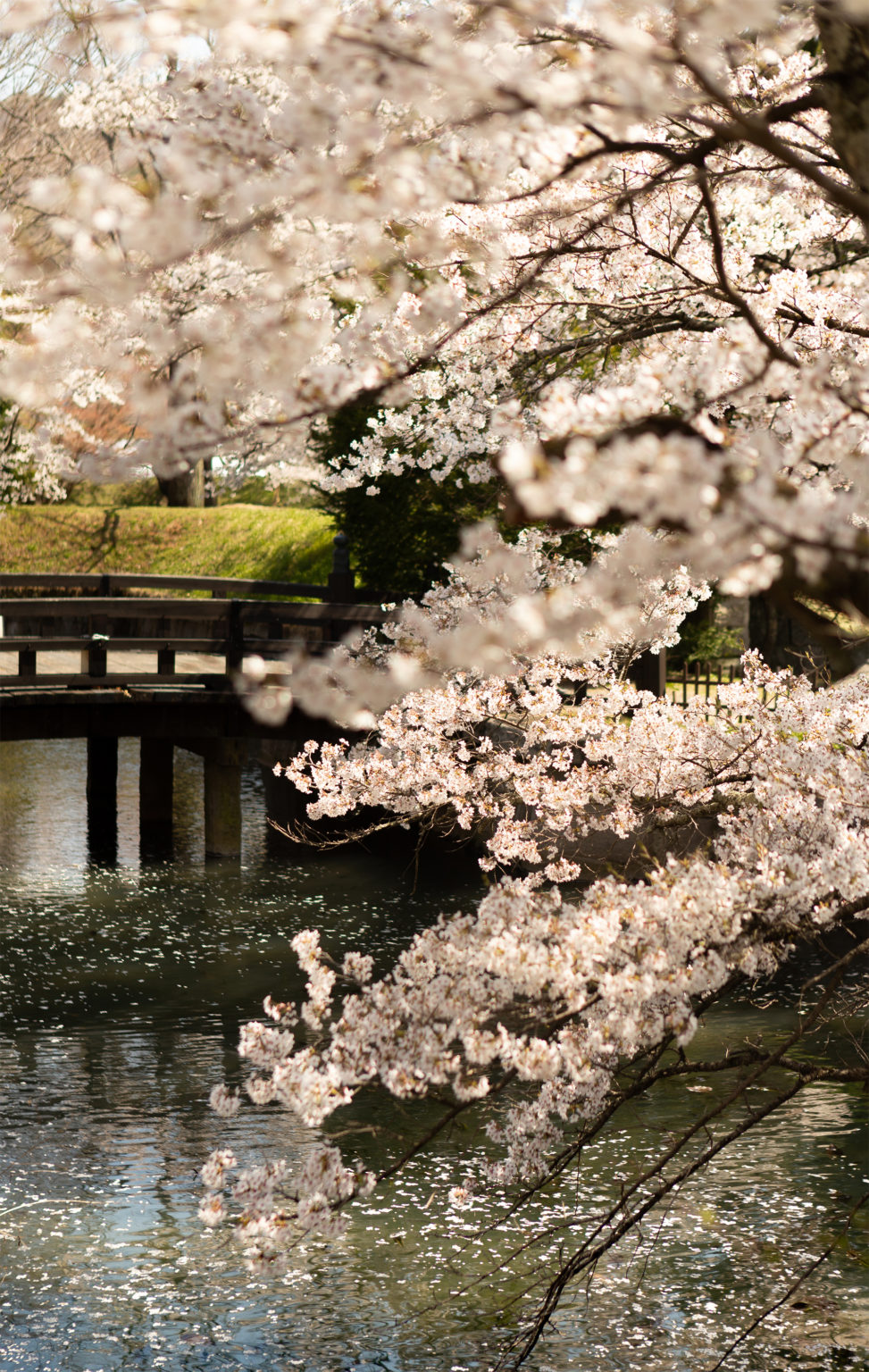 桜と橋と水面の散り花 のフリー写真素材